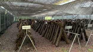 전남산림자원연구소, 난대수종 이용 ‘표고 버섯’ 연구